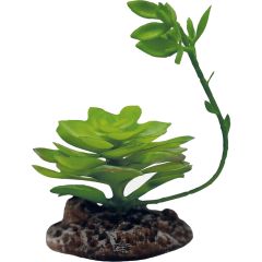Repto Plant Echeveria