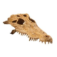Exo Terra Crocodile Skull Large