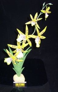 Spider orchid terrarieplante