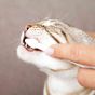 Trixie tannpleiesett til katt - Tannrens