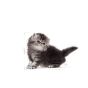 Royal Canin Persian Kitten Tørrfôr til kattunge 2kg