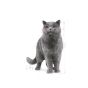 Royal Canin British Shorthair Adult Tørrfôr til katt 2kg