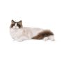Royal Canin Ragdoll Adult Tørrfôr til katt 10kg