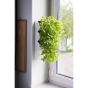 Aquael Wall Module Versa Garden Herbs Hvit