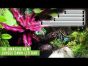 NEW! Arcadia Reptile JungleDawn-LED Bar. The Most Powerful Plant Growth Flood LED