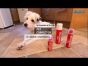 Pet Corrector - Improving Dog Manners