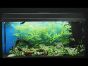 Juwel Aquarium Primo 110 LED Einrichtungsbeispiel / Tutorial