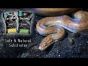 Safe & Natural Bio-Active Reptile Substrates! - Arcadia EarthMix and EarthMix Arid