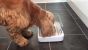 Surefeed Sealed Pet Bowl