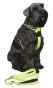 Trine Hundesele Med 3M Refleks Neongrønn L