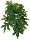 Silkeplante Abutilon 30 cm