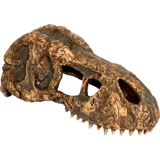 T-Rex skull 