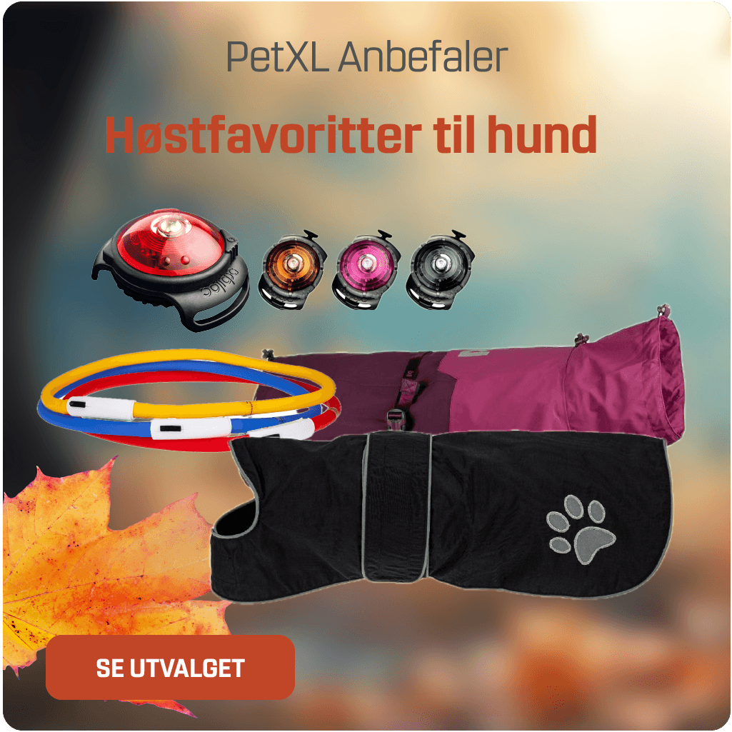 Høstfavoritter