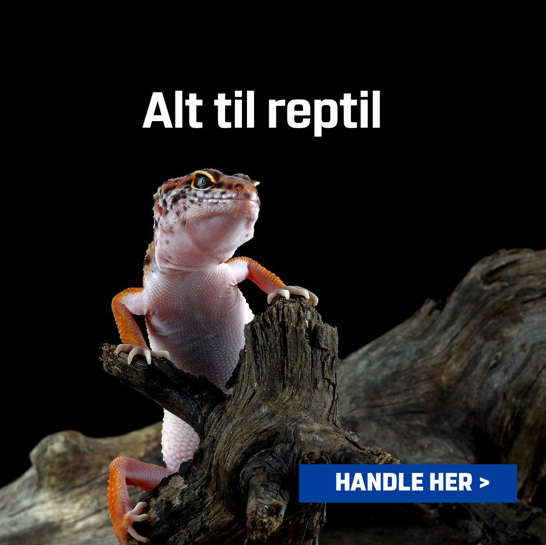 “Reptil”
