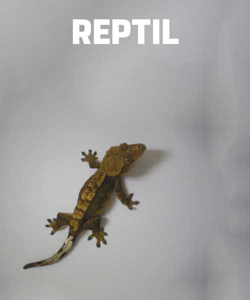 reptil